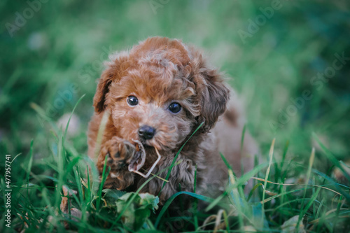 Beautiful red poodle in the colorful autumn. Dog in gold park. Toy poodle puppy