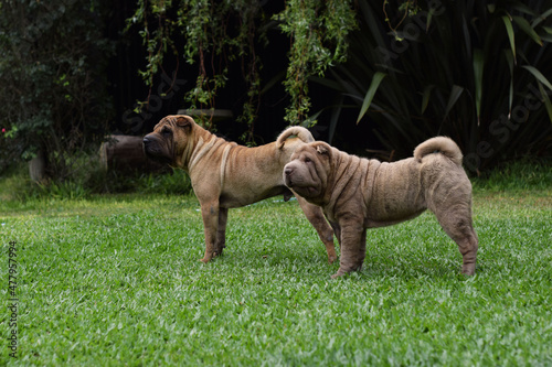 perros animal pareja reproduccion shar pei compañeros