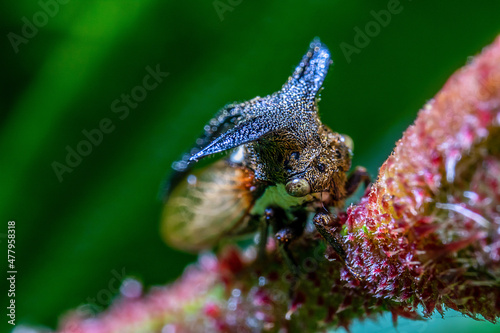 Macro photography of an insects with horn hanging on a branch with nature colored out of focus background