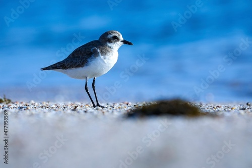 bird on beach, Lesser sand plover, A plover, Charadrius mongolus. © Sunanda Malam