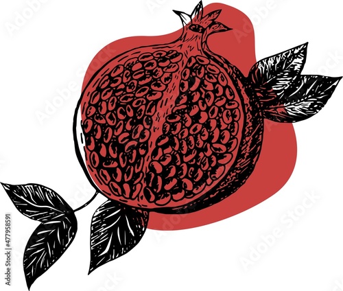 Vector sketch of a tropical pomegranate fruit on a red background
