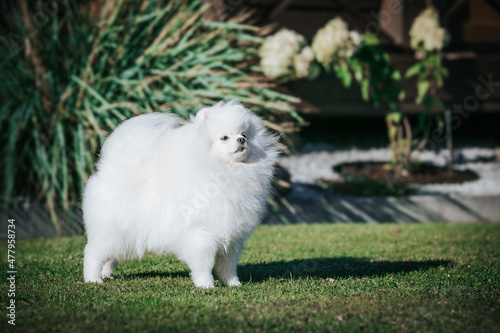 Pomeranian baby posing outside. Small pomeranian puppy. 