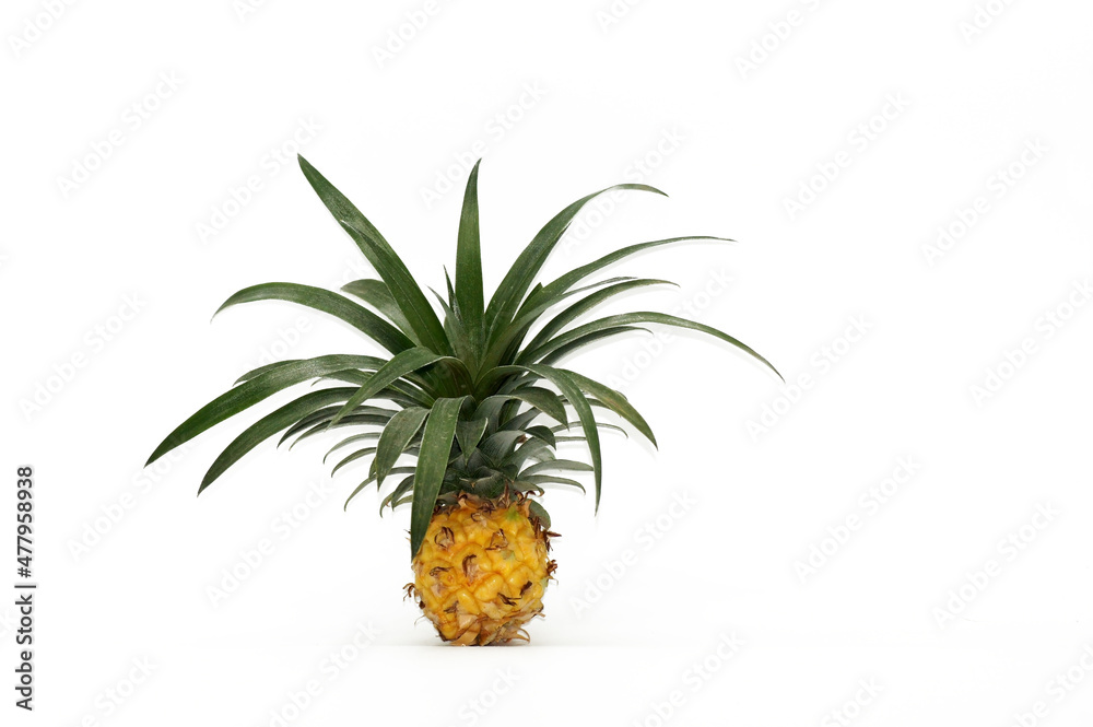 Ananas am Stil freigestellt auf weißen Hintergrund Ananas am Stil freigestellt auf weißen Hintergrund