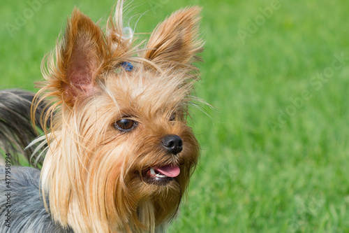 Portrait of a dog breed Yorkshire Terrier, on a background of green lawn. © Aleksey 159
