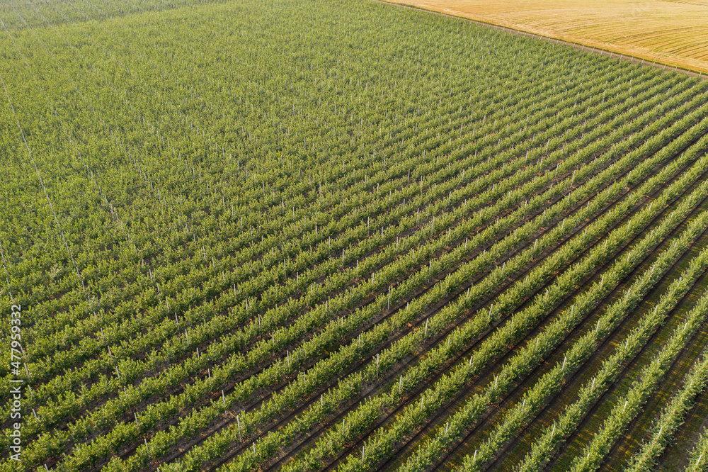Aerial view of the apple orchard Aerial view of the apple orchard
