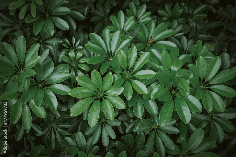 Natural background of green leaves