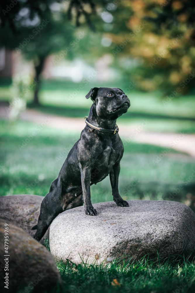 Staffordshire bull terrier dog photography outside. Staffordshire bull terrier dog photography outside.