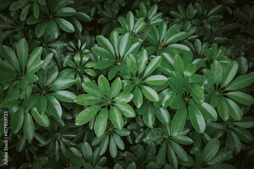 Natural background of green leaves