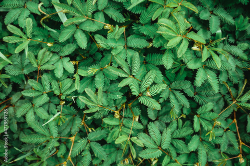 Tableau sur toile Green natural background of sensitive plant or sleepy plant with vintage filter