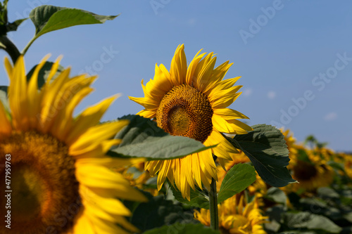 sunflowers blooming in the summer