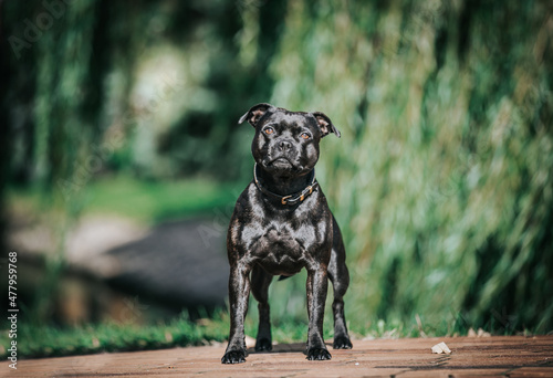 Staffordshire bull terrier dog photography outside.	