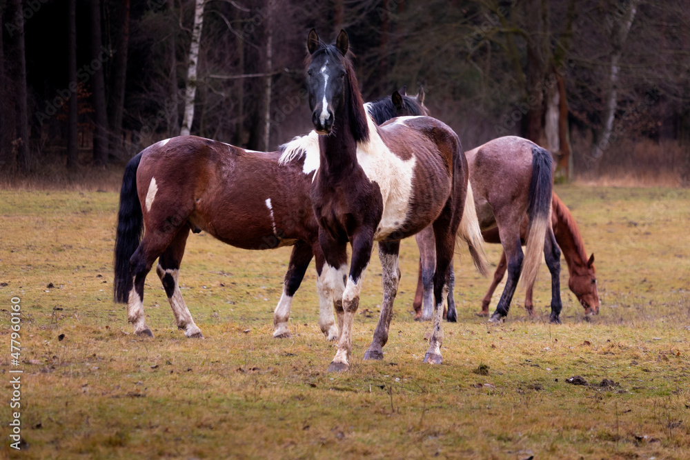 Horses grazing in the filds