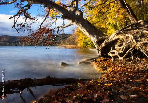 Tree roots above ground at Laacher See, a volcanic lake in Germany on a fall day with beautiful yellow leaves. photo