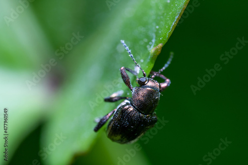 Brown Bug Standing on the Top of Green Leaf With Defocus Green Background