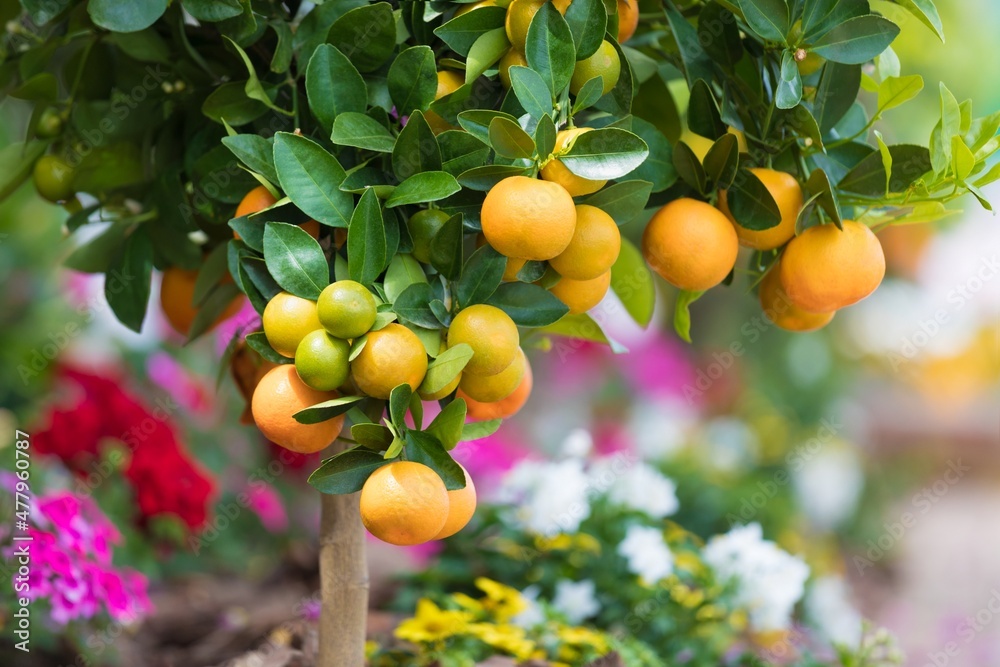 Branch with ripe mandarins and green leaves on growing evergreen citrus tree on street of Capri, Italy