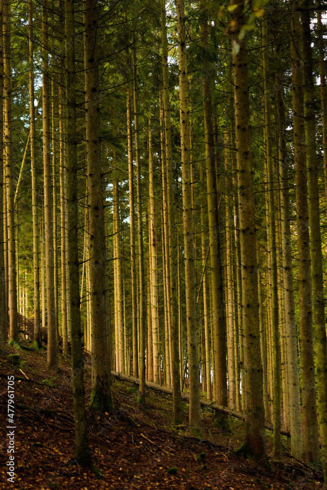 Fototapeta premium path in the forest