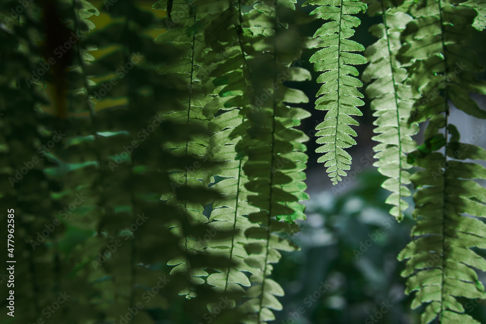 many fronds, fern's leaves in the dark scene with sunshine backlight and its flares