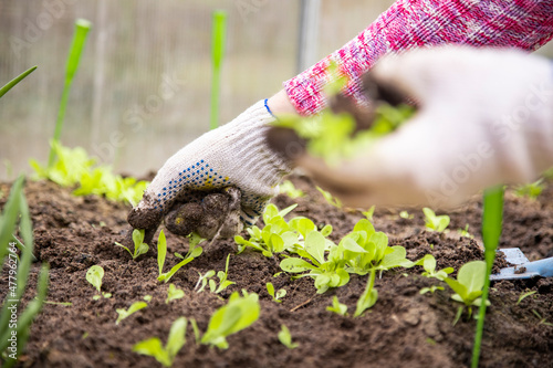 close up of hands of gardener working in greenhouse, care about young sprouts