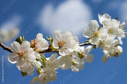 Cherry tree branch in bloom on blue sky background.