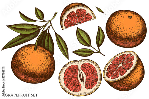 Citrus hand drawn vector illustrations collection. Colored grapefruit.