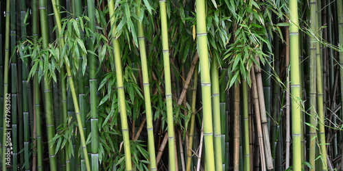 Banner size photo of bamboo plants in a garden as a background 