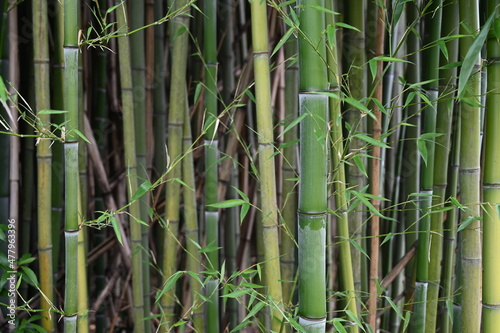 Banner size photo of bamboo plants in a garden as a background 