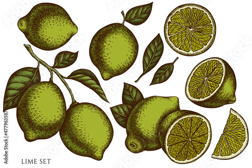 Citrus hand drawn vector illustrations collection. Colored lime.