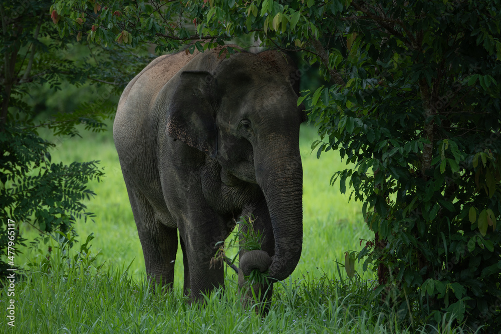 Obraz premium elephants in the forest