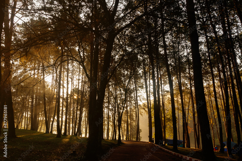 Obraz premium Camping and tent under the pine forest in a beautiful morning with beams of sunlight pierce through the forest at Pang Ung Lake in Mae Hong Son, north of Thailand.