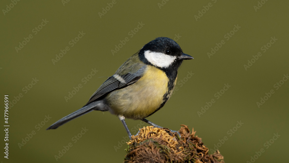 Great Tit Great Tit