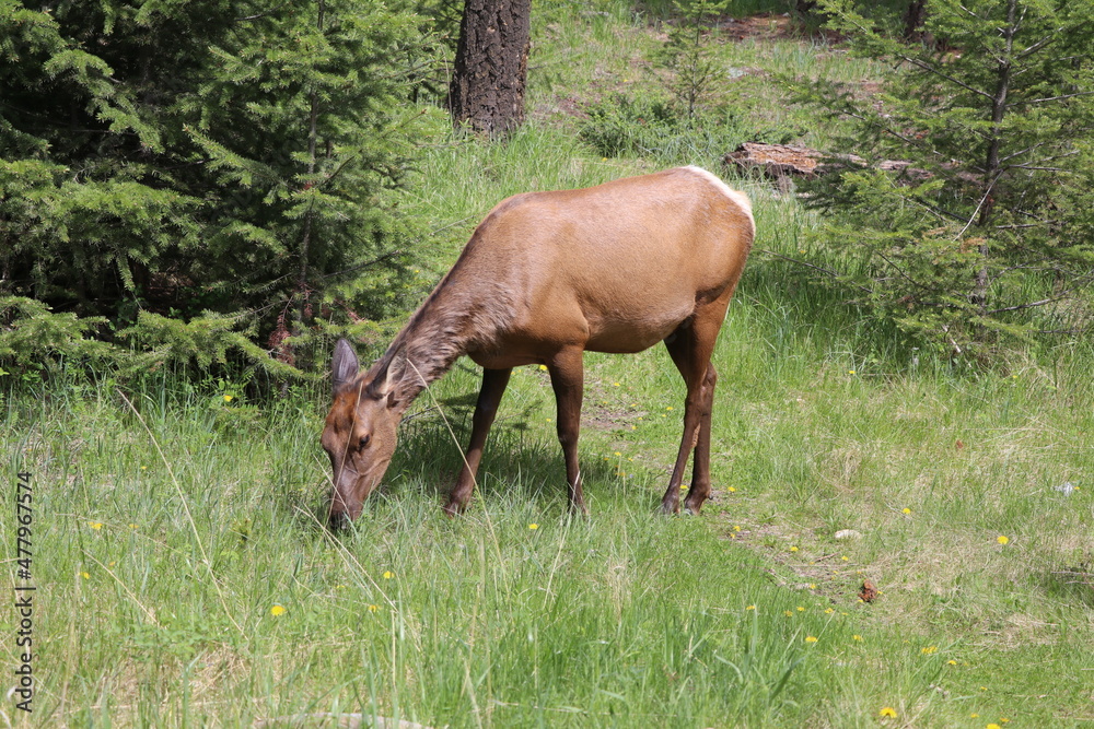 Beautiful deer is playing in the forest. Wonderful road trip through Banff and Jasper national park in British Columbia, Canada. An amazing day in Vancouver. What a beautiful nature in Canada. Beautiful deer is playing in the forest. Wonderful road trip through Banff and Jasper national park in British Columbia, Canada. An amazing day in Vancouver. What a beautiful nature in Canada.