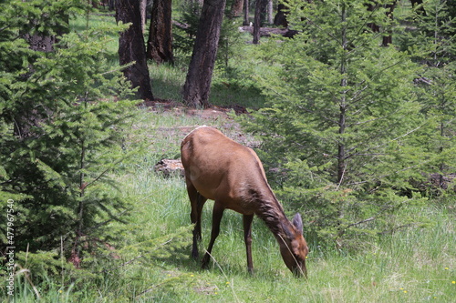 Beautiful deer is playing in the forest. Wonderful road trip through Banff and Jasper national park in British Columbia, Canada. An amazing day in Vancouver. What a beautiful nature in Canada.