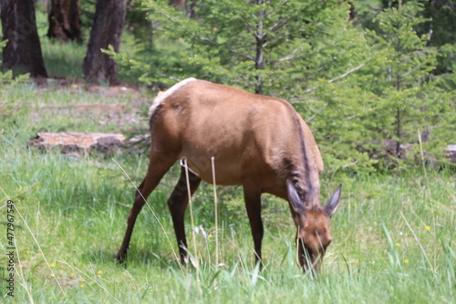 Beautiful deer is playing in the forest. Wonderful road trip through Banff and Jasper national park in British Columbia  Canada. An amazing day in Vancouver. What a beautiful nature in Canada.