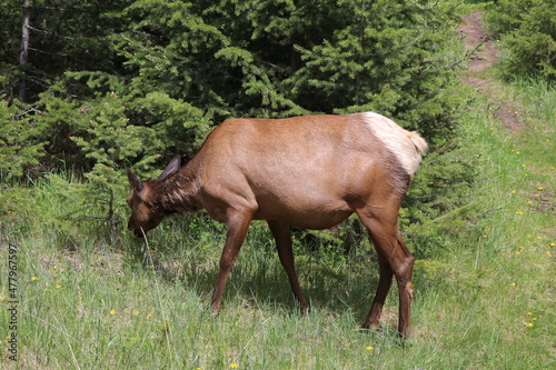 Beautiful deer is playing in the forest. Wonderful road trip through Banff and Jasper national park in British Columbia, Canada. An amazing day in Vancouver. What a beautiful nature in Canada. © Philip