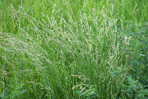 rough bluegrass growing in an uncultivated meadow