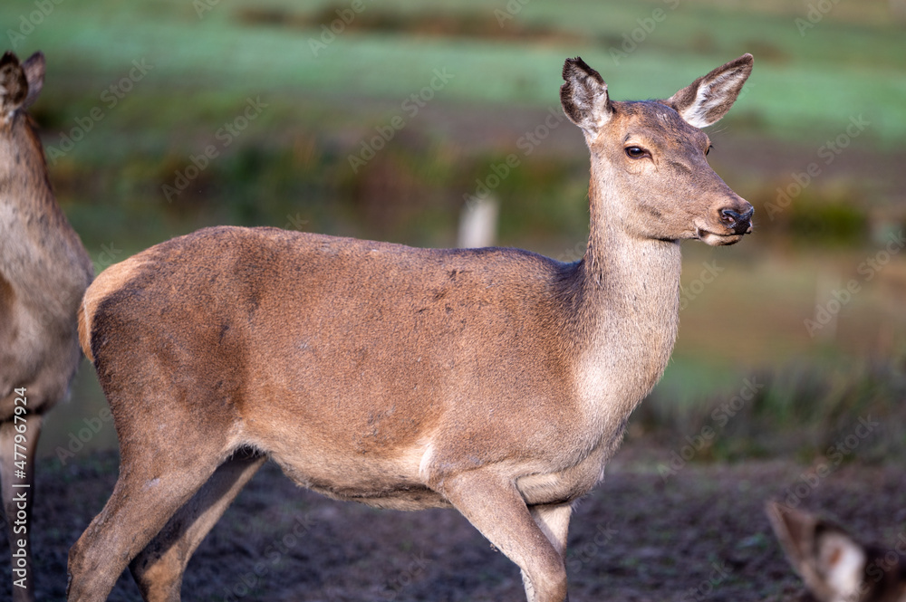 Rotwild und Wildschweine im Wildtiergehege Untergneus