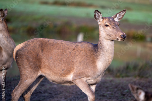 Rotwild und Wildschweine im Wildtiergehege Untergneus