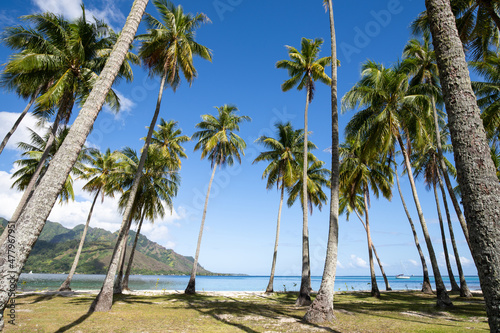 Palm trees at the public beach Ta'ahiamanu on Moorea island, French Polynesia © eyetronic