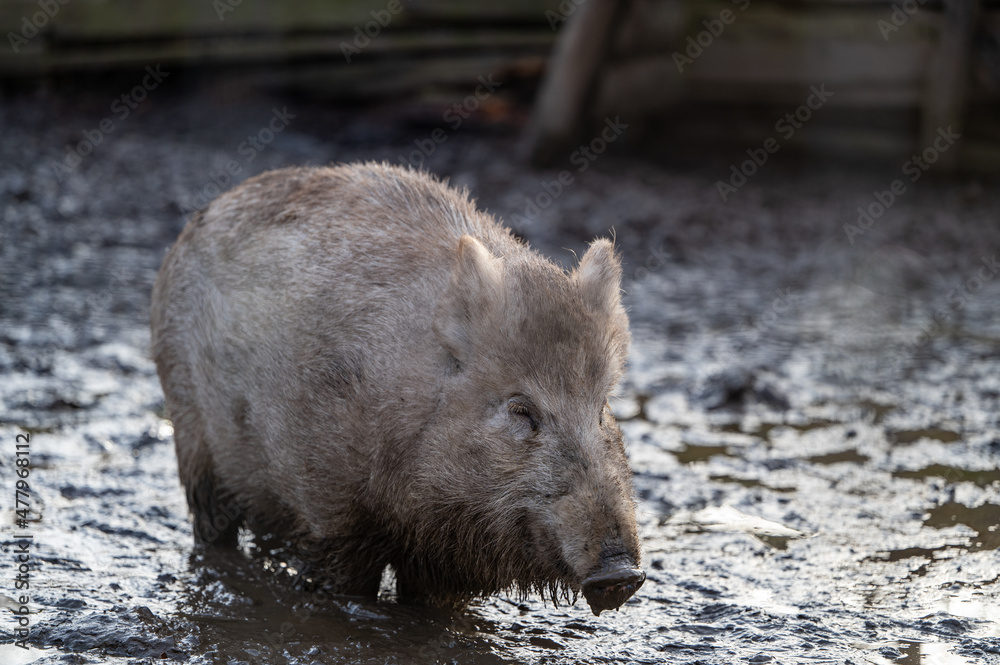 Rotwild und Wildschweine im Wildtiergehege Untergneus Rotwild und Wildschweine im Wildtiergehege Untergneus