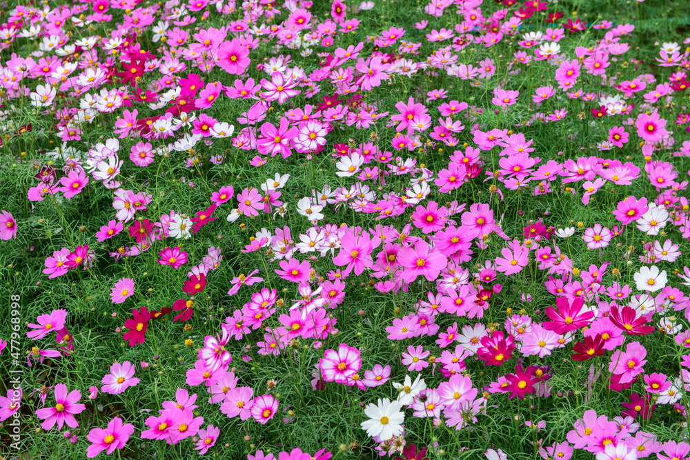 beautiful cosmos flower in garden, colorful cosmos flower beautiful cosmos flower in garden, colorful cosmos flower