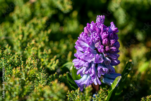 Purple hyacinth flower closeup. Fresh spring flora  bright violet blooms  green branches in a garden. Selective focus on the details  blurred background.