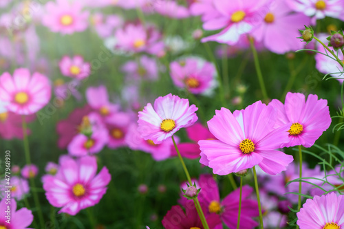 closed up beautiful pink cosmos flower in garden, nature flower background © kwanchaichaiudom
