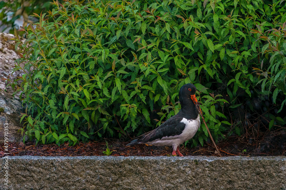 Eurasian oystercatcher, Haematopus ostralegus, with big worm. Eurasian oystercatcher, Haematopus ostralegus, with big worm.