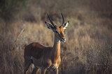 Wild African animals. Springboks (medium sized antelope) in Tsavo Safari Park in Africa, Kenya