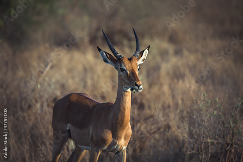 Wild African animals. Springboks  medium sized antelope  in Tsavo Safari Park in Africa  Kenya