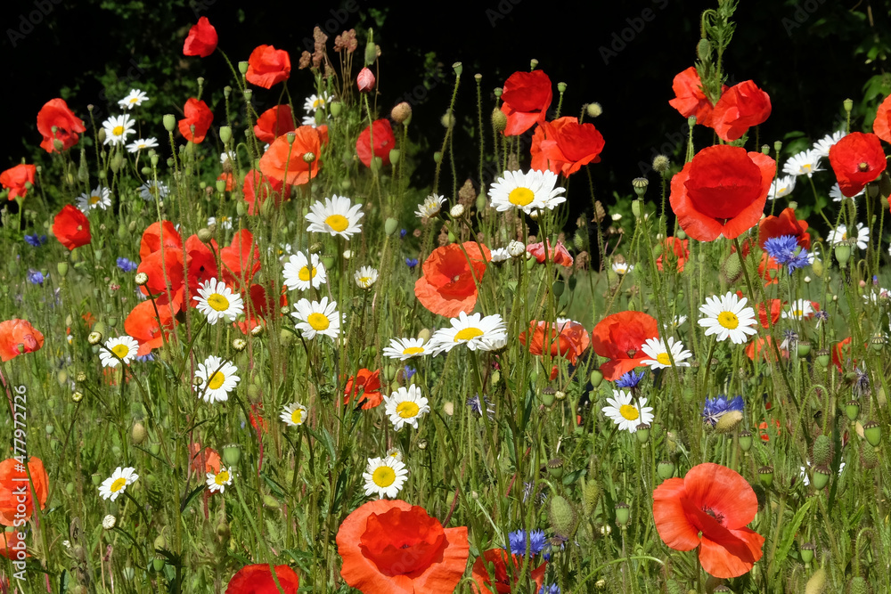Obraz premium Red poppies and white chamomile flowers in a wildflower meadow