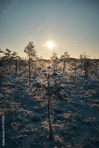 Scenic winter sunrise over snowy swamp landscape at Valkmusa National Park, Finland