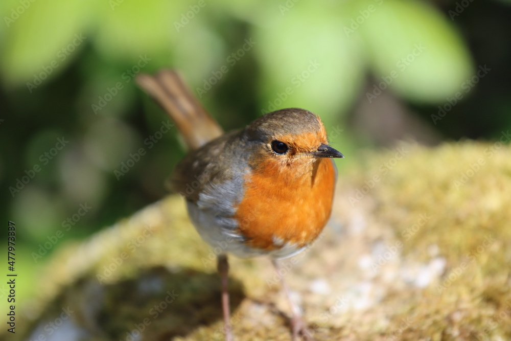 robin in the woods robin in the woods