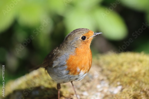 robin in the woods