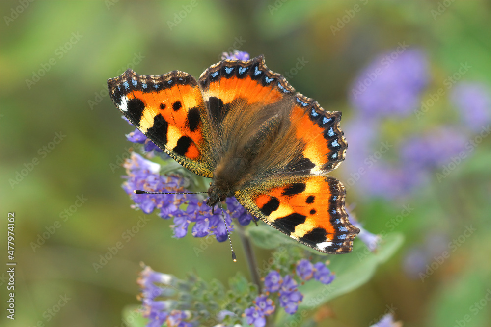 Fototapeta premium Closeup on a colorful fresh emerged small tortoiseshell butterfly, Aglais urticae, sipping nectar